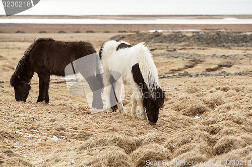 Image of Two Icelandic horses on a meadow