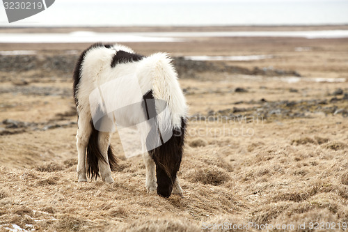 Image of Portrait of a black and white Icelandic horse 