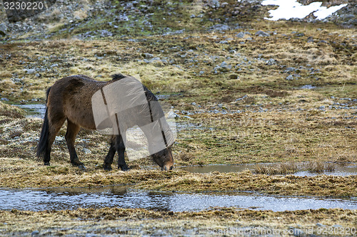 Image of Wild Icelandic horse in spring