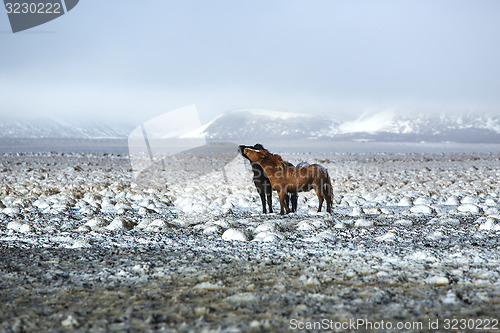Image of Two Icelandic horses in winter landscape