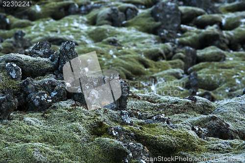 Image of Closeup of resistant moss on volcanic rocks in Iceland