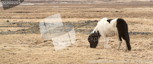 Image of Portrait of a black and white Icelandic pony