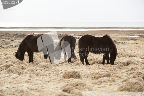 Image of Three Icelandic horses on a meadow