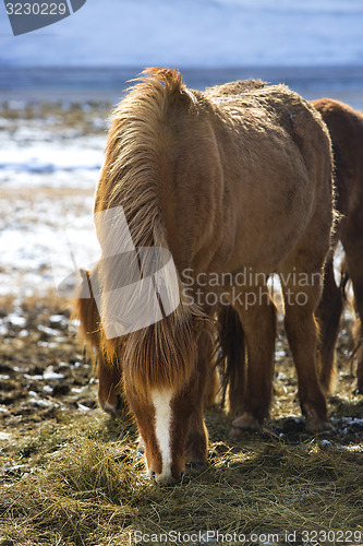 Image of Brown Icelandic horse eats grass