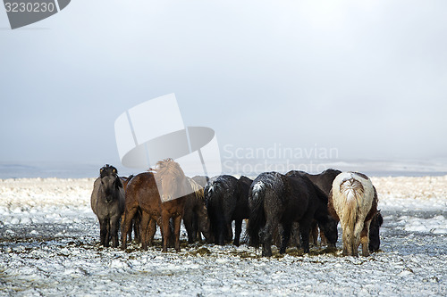 Image of Herd of Icelandic horses after snow storm