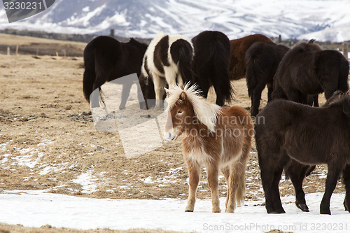 Image of Herd of Icelandic horses in snowy mountain landscape
