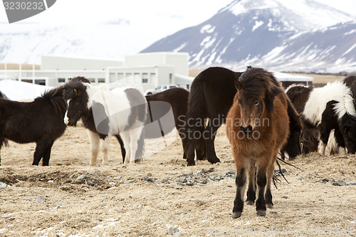 Image of Herd of Icelandic horses