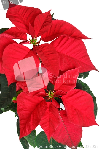 Image of Poinsettia