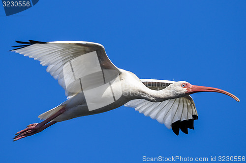 Image of american white ibis, eudocimus albus