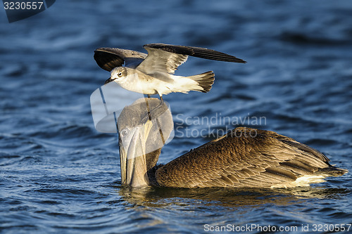 Image of brown pelican, pelecanus occidentalis