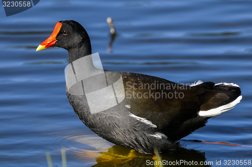 Image of common moorhen,  gallinula chloropus