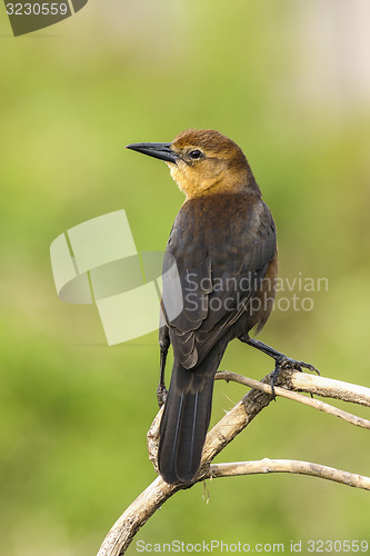Image of boat-tailed grackle,  quiscalus major