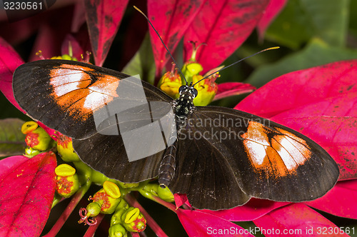 Image of heliconius melpomene plesseni