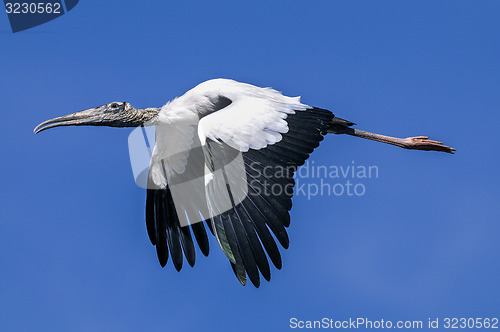 Image of wood stork, mycteria americana