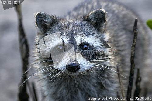 Image of procyon lotor, raccoon