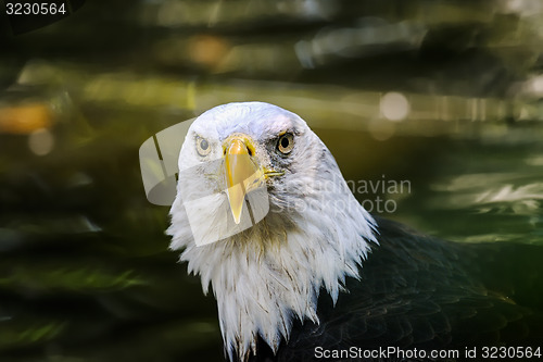 Image of bald eagle, haliaeetus leucocephalus