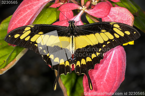 Image of thoas swallowtail,  papilio thoas