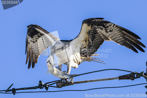 Image of osprey, pandion haliaetus