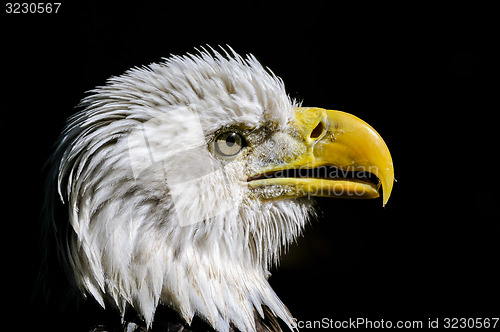 Image of bald eagle, haliaeetus leucocephalus