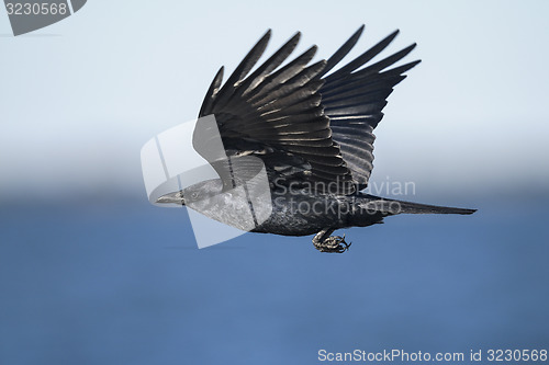 Image of american crow, corvus brachyrhynchos