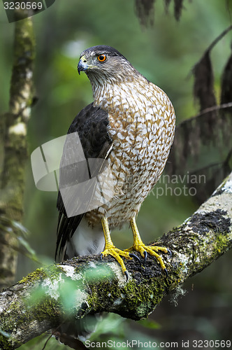 Image of coopers hawk, accipiter cooperii