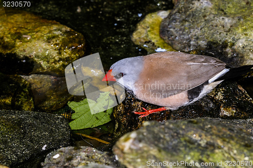 Image of poephila acuticauda, shaftail finches