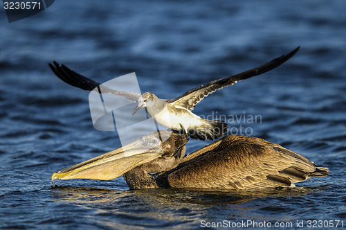 Image of brown pelican, pelecanus occidentalis