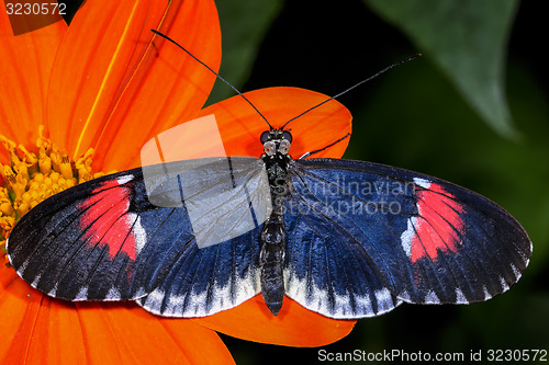 Image of red postman, heliconius erato