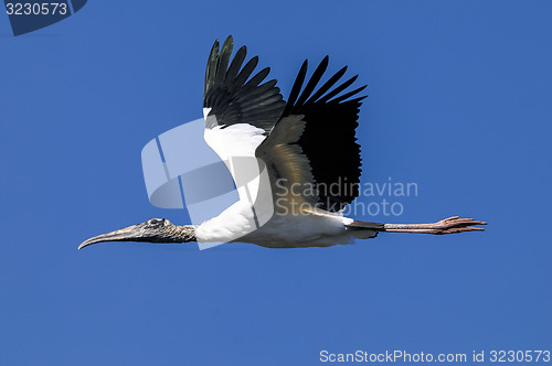 Image of wood stork, mycteria americana