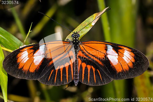 Image of postman, heliconius melpomene madiera