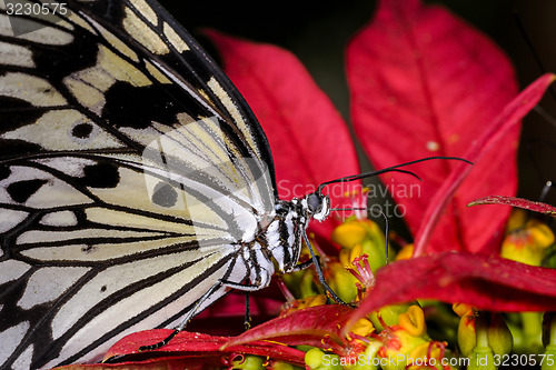 Image of  Idea leuconoe, rice paper