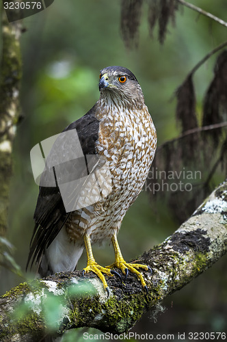 Image of coopers hawk, accipiter cooperii