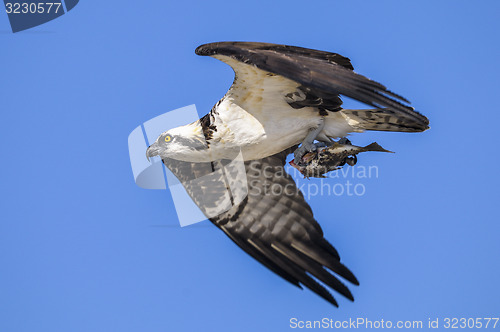 Image of osprey, pandion haliaetus