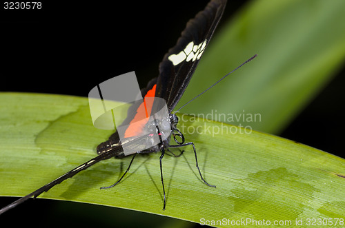 Image of mexican longwing,  heliconius hortense 