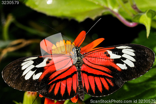 Image of postman, heliconius melpomene madiera