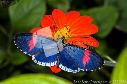 Image of red postman, heliconius erato