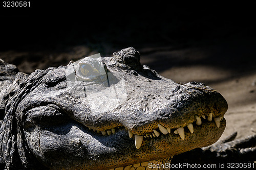 Image of alligator mississippiensis, american alligator