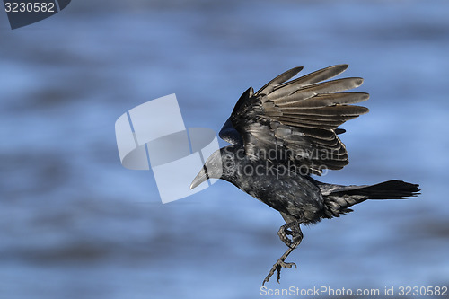 Image of american crow, corvus brachyrhynchos
