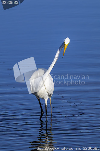 Image of ardea alba, great egret