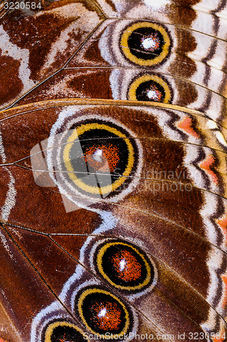 Image of common blue morpho, morpho peleides