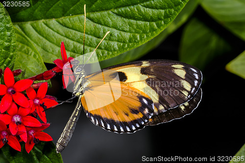 Image of hecales longwing,  heliconius hecale