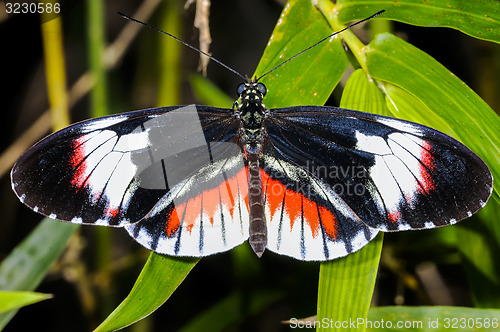 Image of piano key, heliconius melpomene