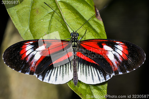 Image of piano key, heliconius melpomene