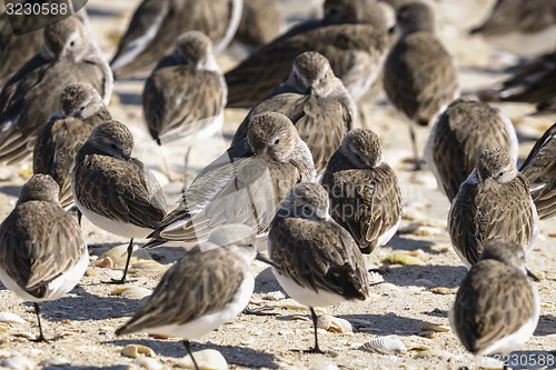 Image of sanderling, calidris alba