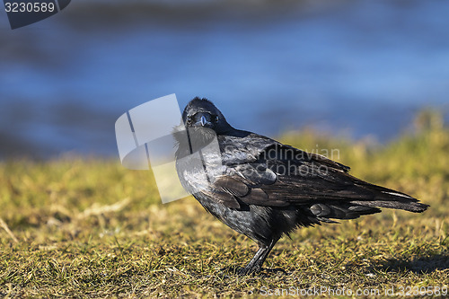 Image of american crow, corvus brachyrhynchos