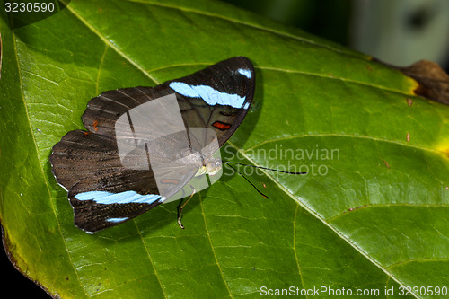 Image of blue-banded shoemaker, nessaea aglaura