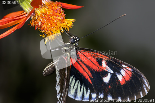 Image of piano key, heliconius melpomene