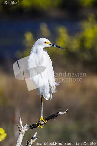 Image of snowy egret, egretta thula