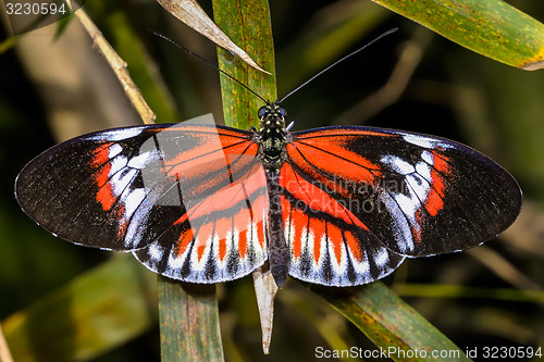 Image of piano key, heliconius melpomene