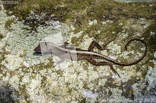 Image of anolis sagrei, brown anole